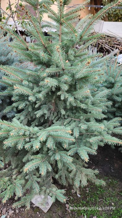 Элитная голубая ель Blue Spruce – идеальный акцент для вашего сада!