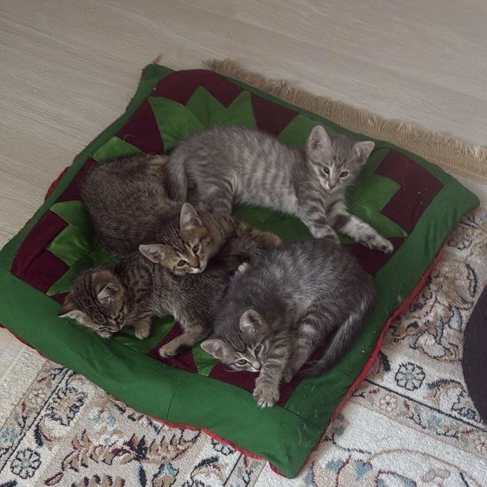 Котята котенок кошка кот