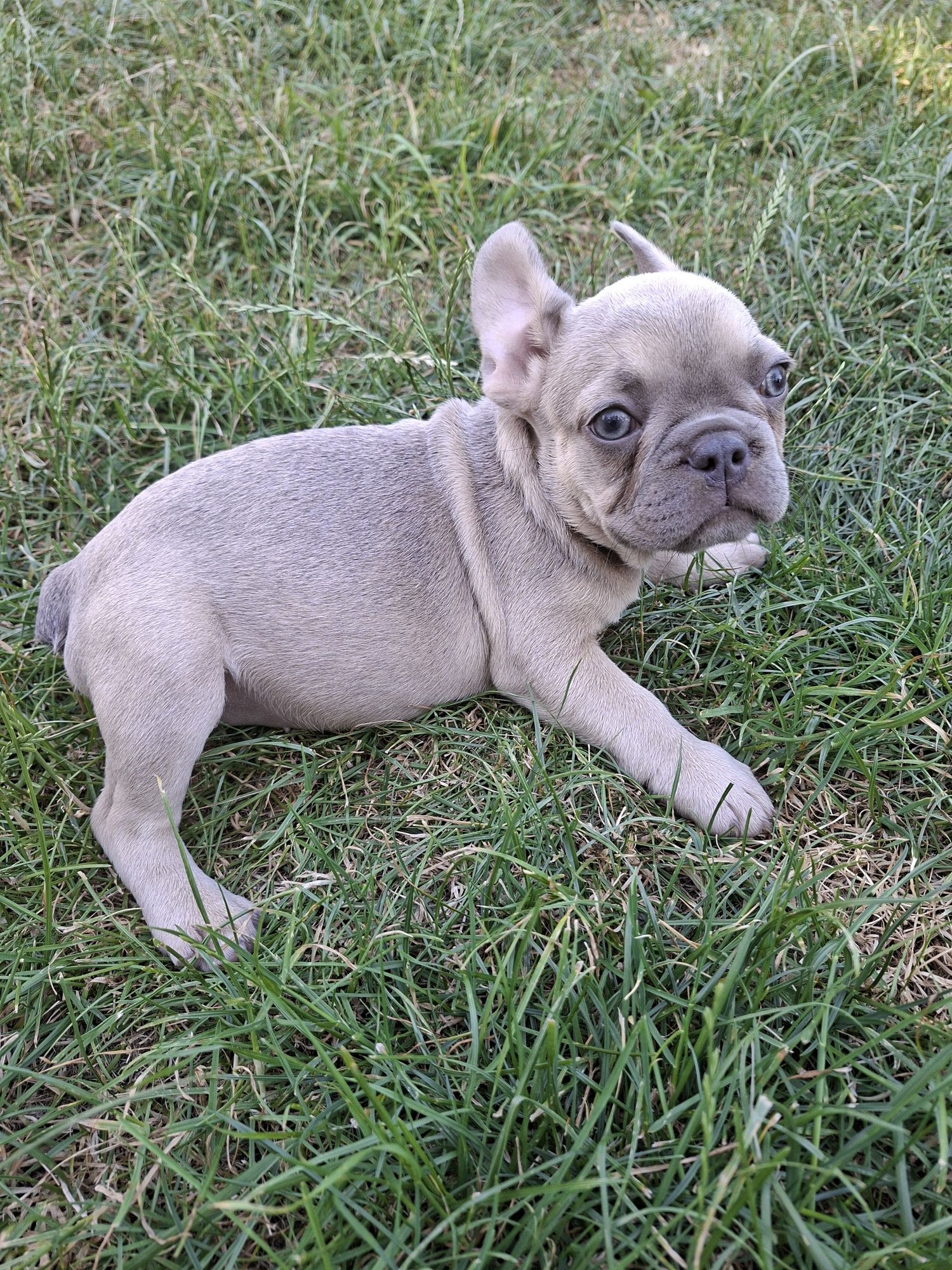 Bulldog Francez femelă
