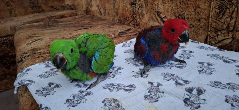 Ръчно хранени папагали Еклектус