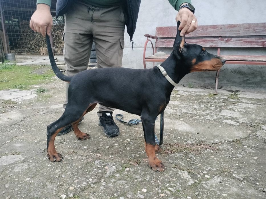 Femela doberman negru cu pete de foc