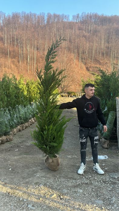 Leylandy la balot de pamnt 100 lei