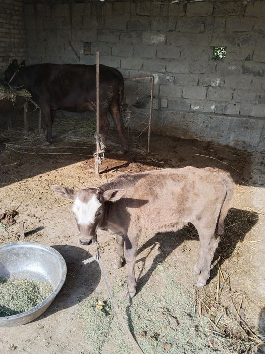 1-tugish ona bola sigir sotiladi.