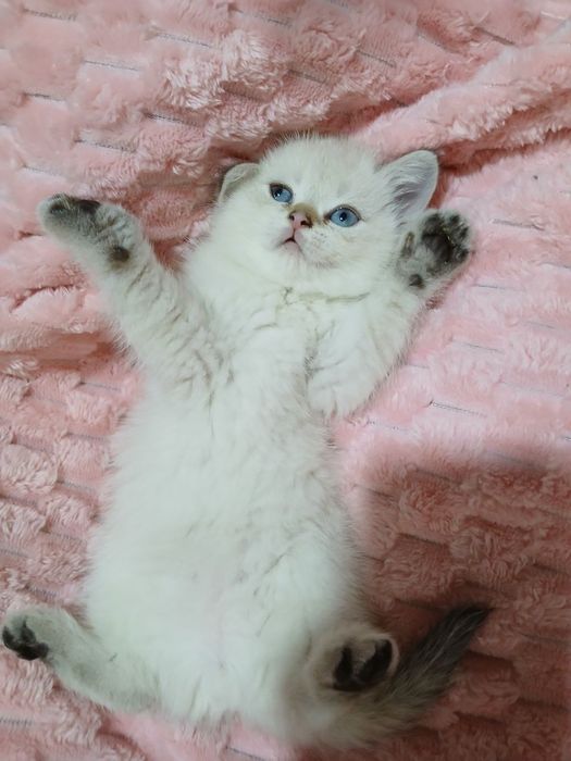 Продаю котят шиншил