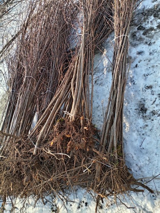 Kochat Yashil makon uchun kochatlar bor