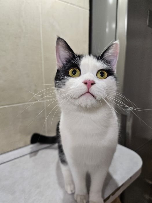 Кот мальчик ищет дом, отдам кота в добрые руки