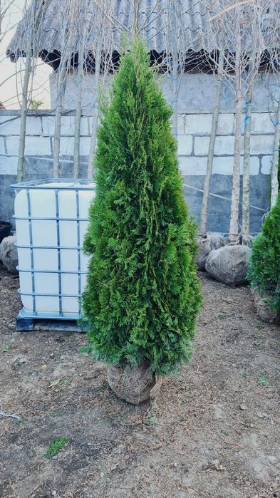 Tuia smaragd de calitate extra avem toate dimensiunile