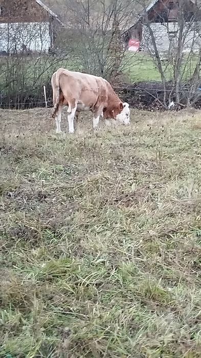 Vând vitel baltata romaneasca.