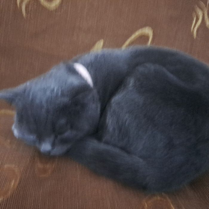 Zotdor mushuk skotish