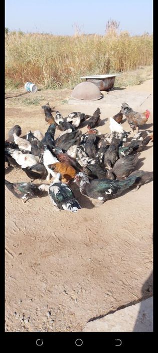 Индушкалар сотилади