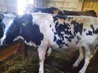 vaca baltata romaneasca la  3 sau 7 luni