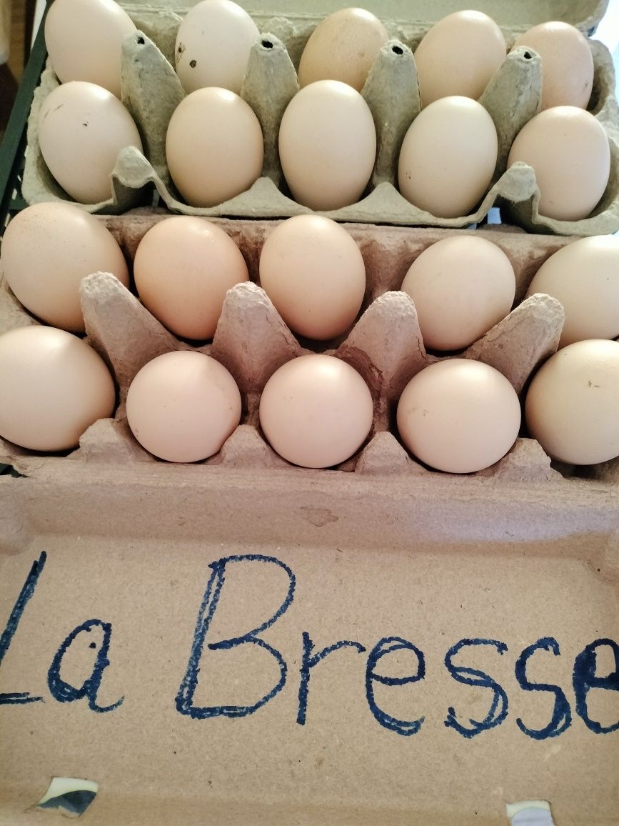 Vând 23 pui de ameraucana ouă de bibilica