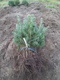 Puieti molid argintiu 4 ani - Picea pungens Glauca San Juan, Colorado