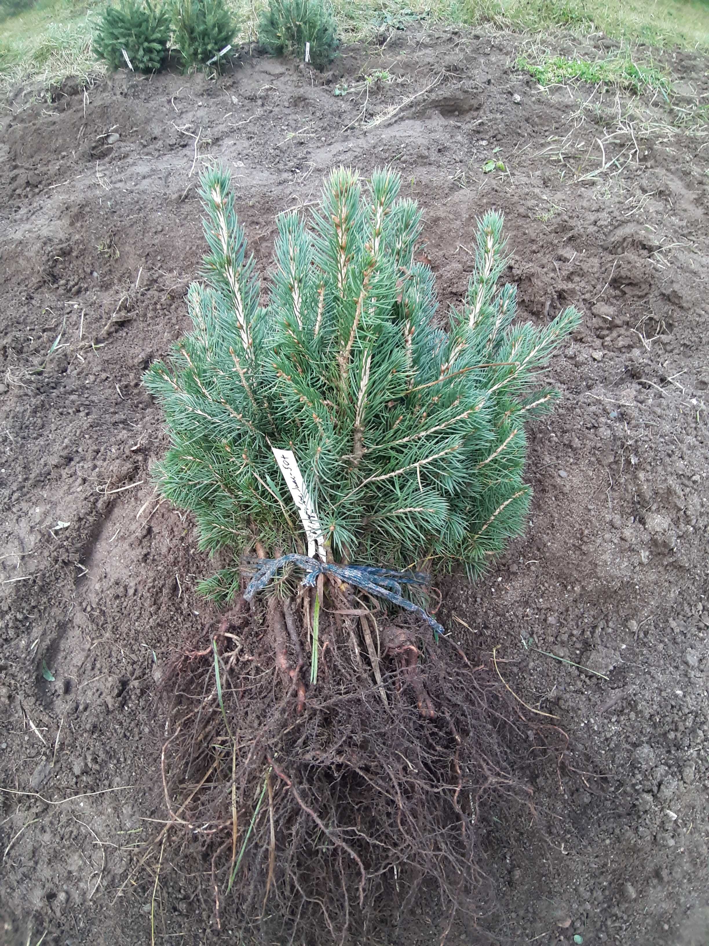 Puieti molid argintiu 4 ani - Picea pungens Glauca San Juan, Colorado