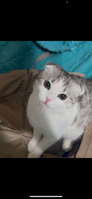 кот Вислоухий Шотландец для вязки