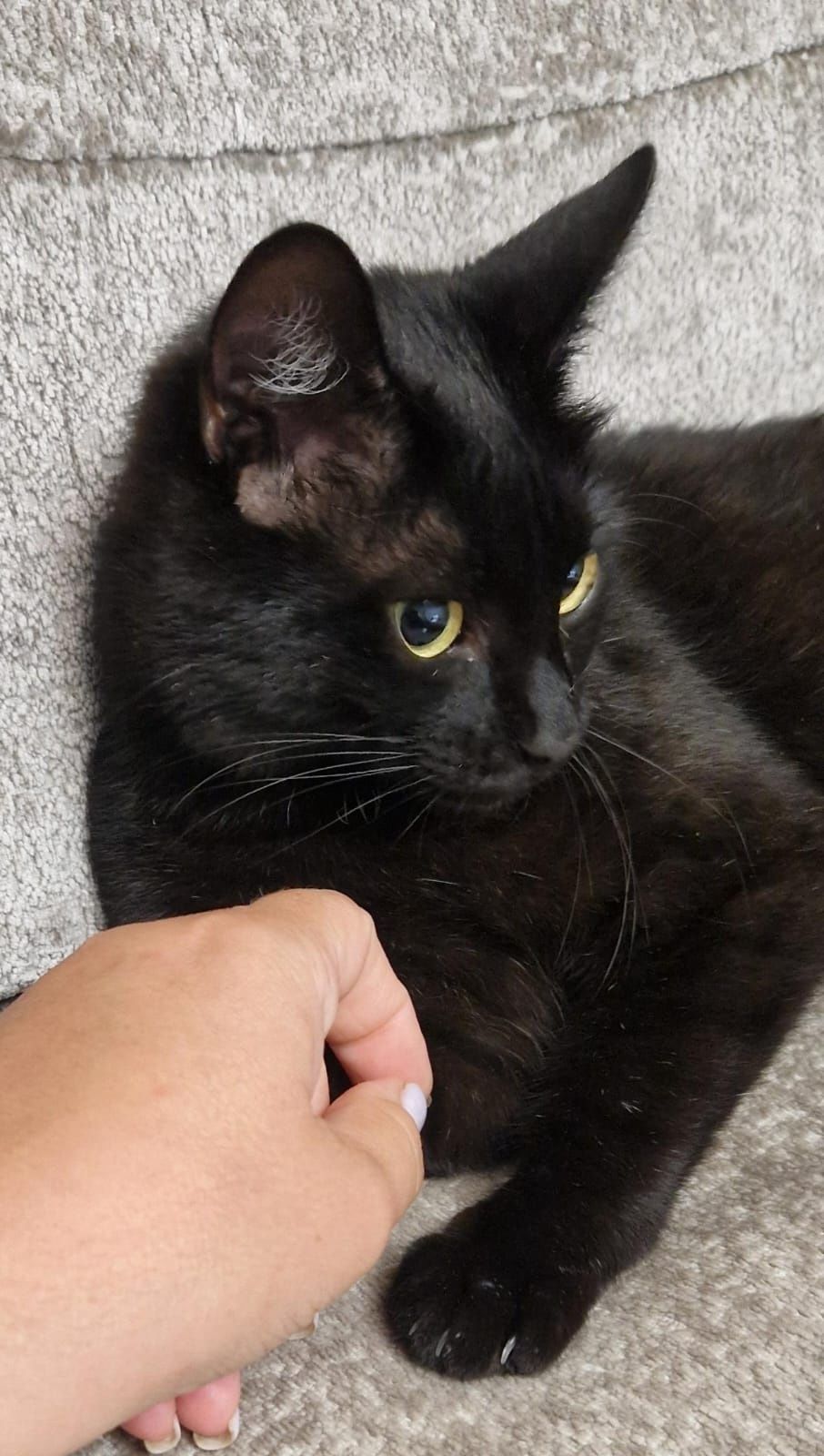 Котёнок ищет дом