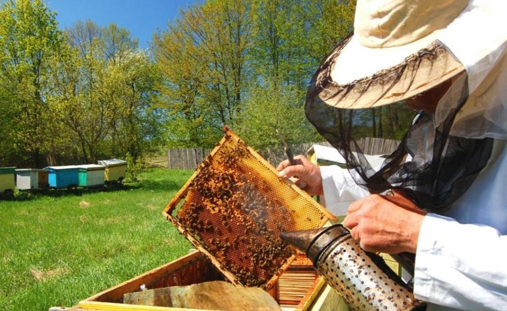 Asalari Xizmati asalarini ko'rib maslahat beramiz
