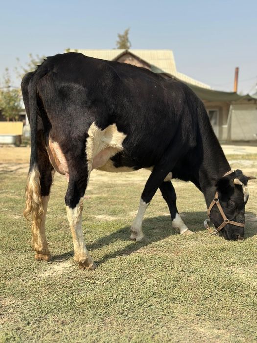 Пародный дәу сүтті  1 тума бзаулы сиыр  бзауы еркек  жуас желіні жұмса