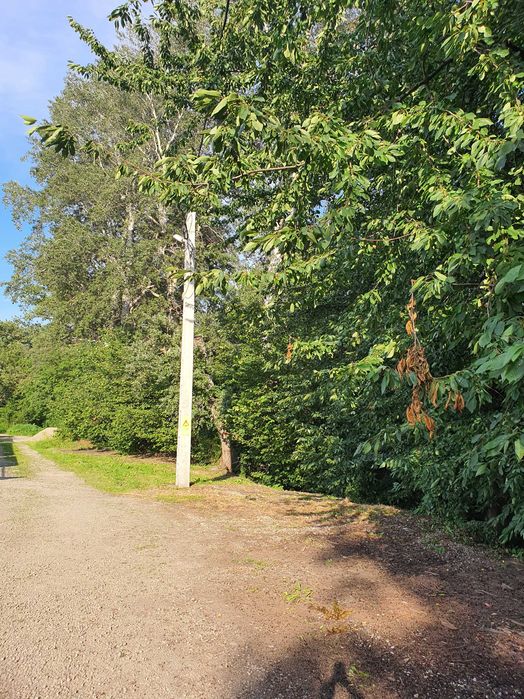 Doar 1,80 euro mp - teren extravilan, cu padure la sosea, de vanzare