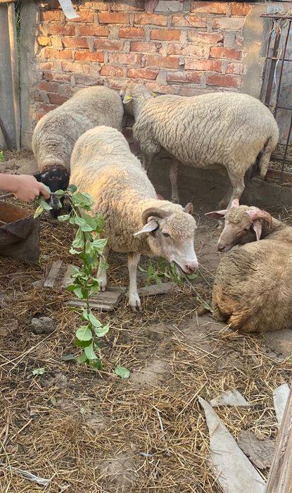 Oi merinos si suflok