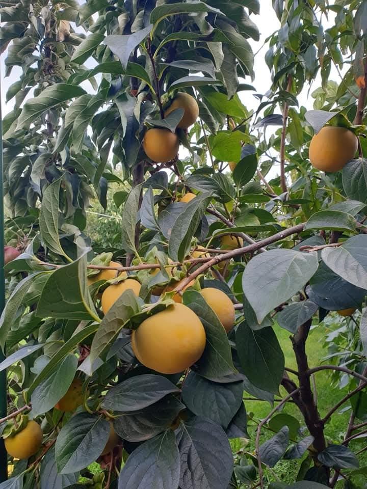 Kaki soiul Tipo la ghiveci anul 4
