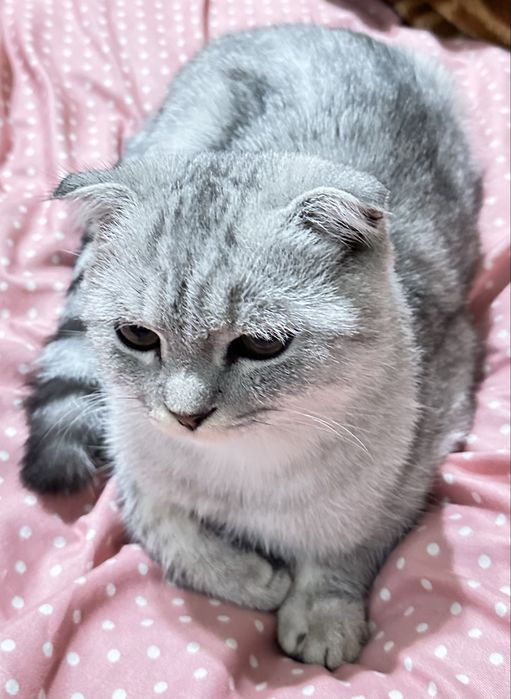 Продается кот серебристая шиншилла фолд 7 месяцев