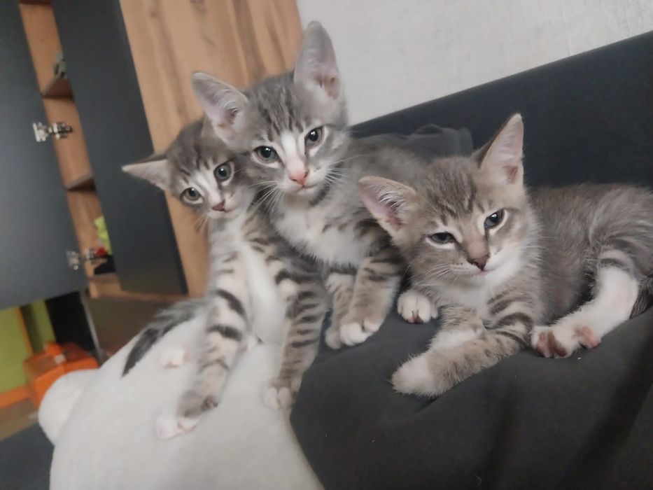 Отдам бесплатно котёнка
