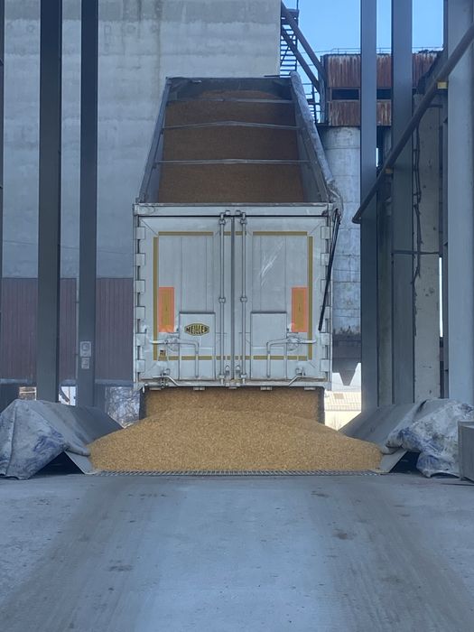 Porumb boabe pioneer si dekalb