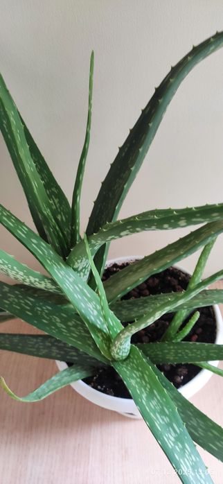 Алое Вера комнатный цветок