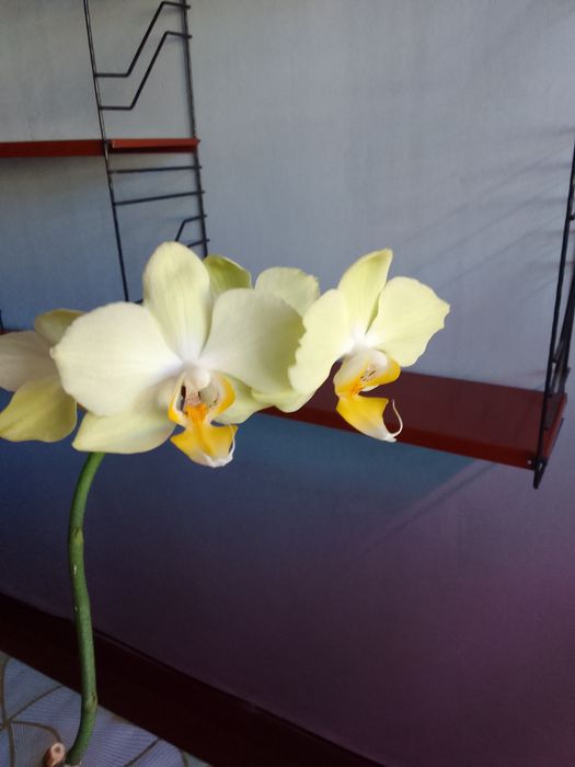 Продам орхидею Милан
