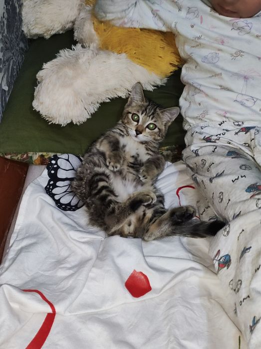 Котёнок в добрые руки!