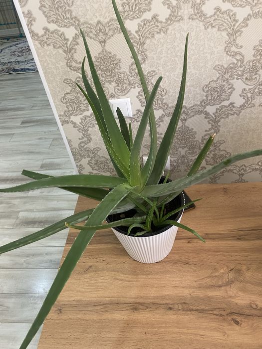 Комнатные растения для дома и офиса