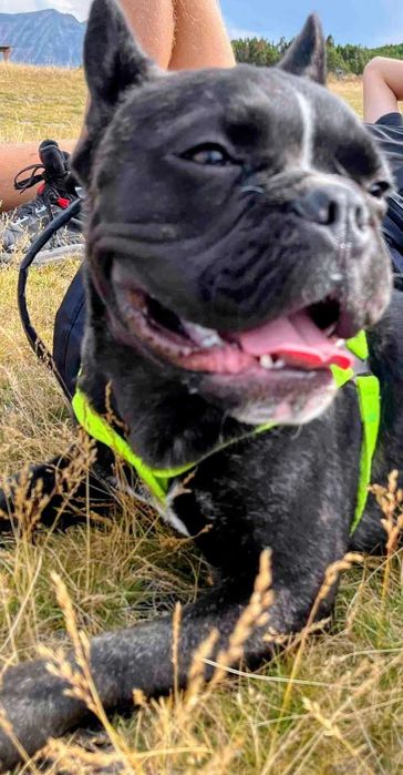 френски булдог мъжки