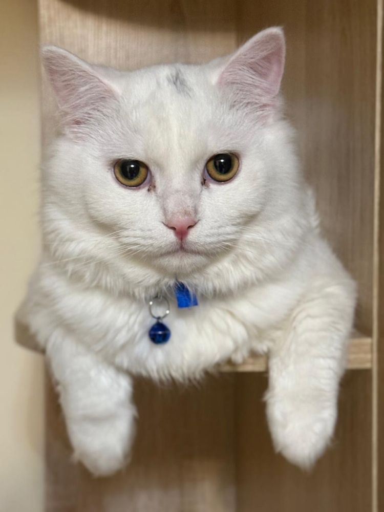 Кот без вредных привычек!