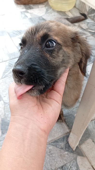 Подарявам  кученца, родени на 03.08.2025. Търсят добър дом!