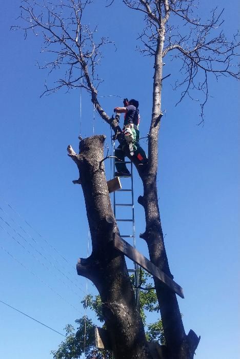 Рязане и премахване на опасни дървета Пловдив щил stihl husqvarna
