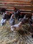 Cocosi Leghorn si playmontrok