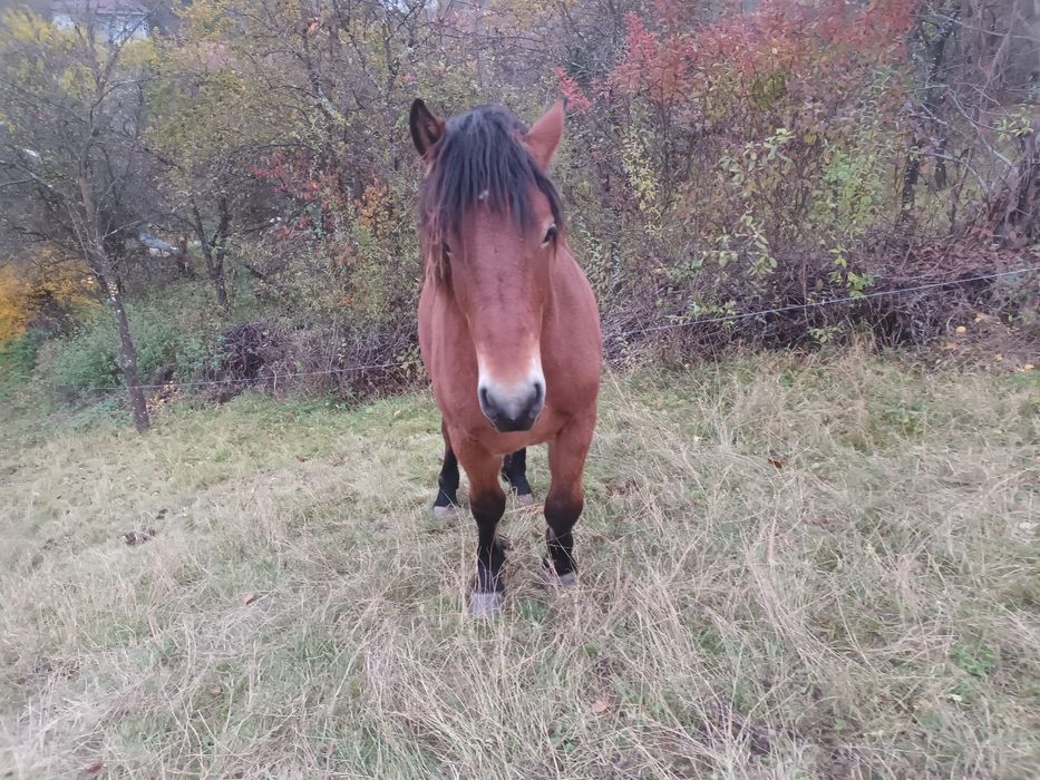 Mânz de 1 an și 6 luni