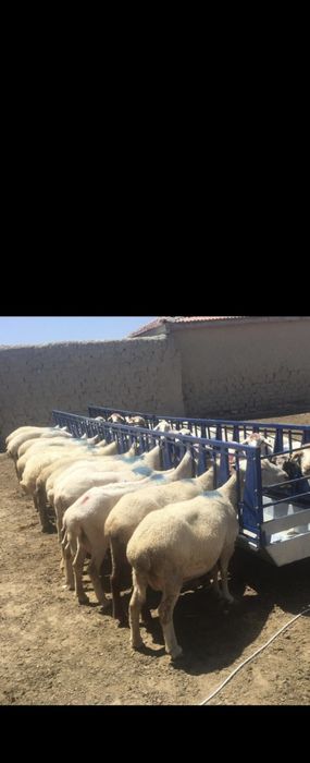 Капани за овце и кози за 20 броя животни