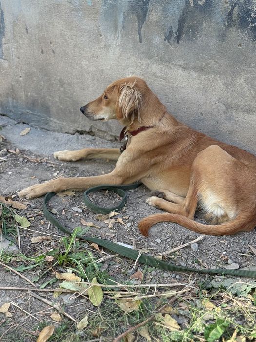 Шикарный Тазы ищет любящий дом!!!