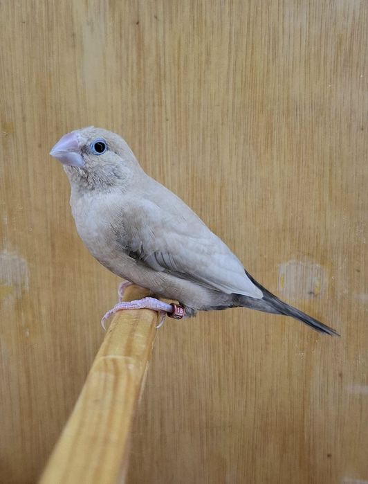 Canari și pescăruși