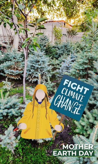 Спасем экологию! Голубые ели европейского элитного сорта