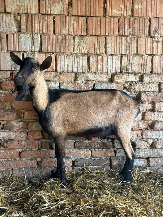 Tap Alpin cu saanen !