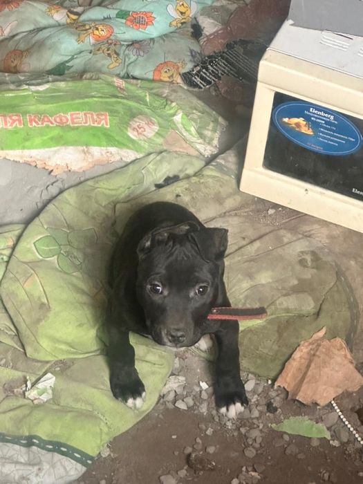 Продам пит буль чистокровный в хорошие руки