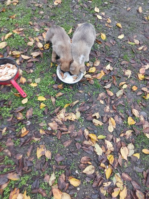 Ofer  căței gratis