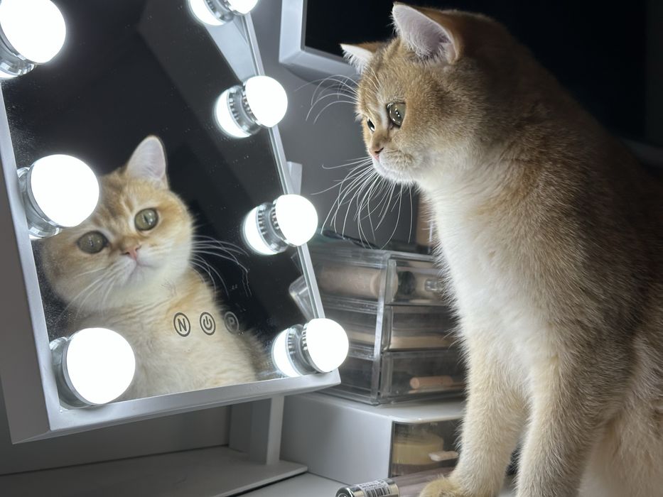 British shorthair golden shaded, FETITA superba !! FELISA AUTORIZATA !