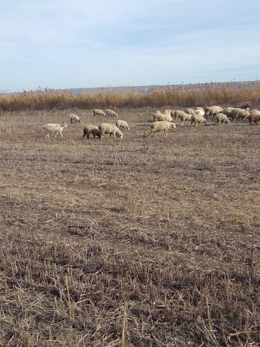 oi și capre  doar toate