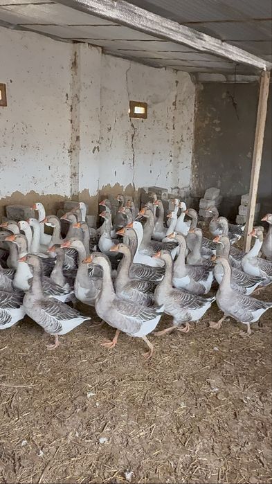 Крупные серий гуси Goz гозлар сотилади
