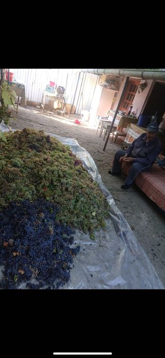 Struguri de vin la comanda