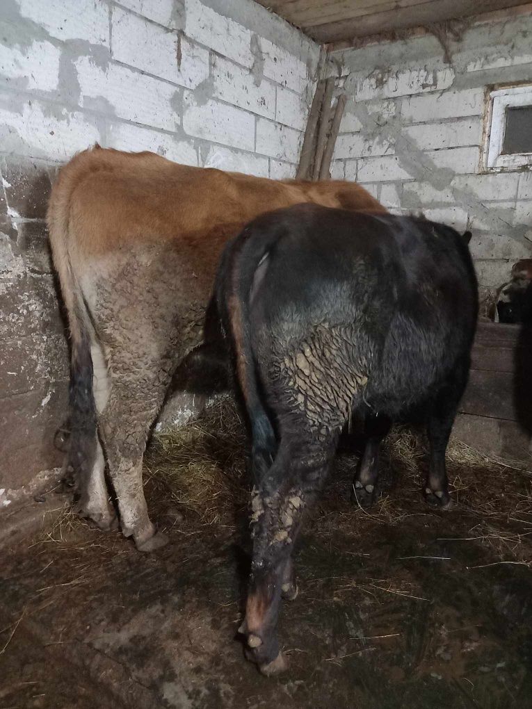 Vând vacă bălțată românească gestantă